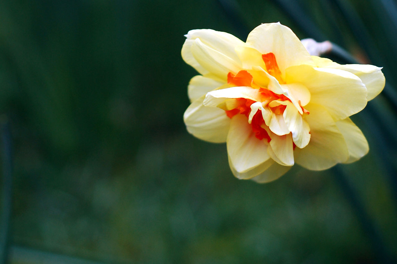 Free download high resolution image - free image free photo free stock image public domain picture -Unusual daffodil variety, dark green background