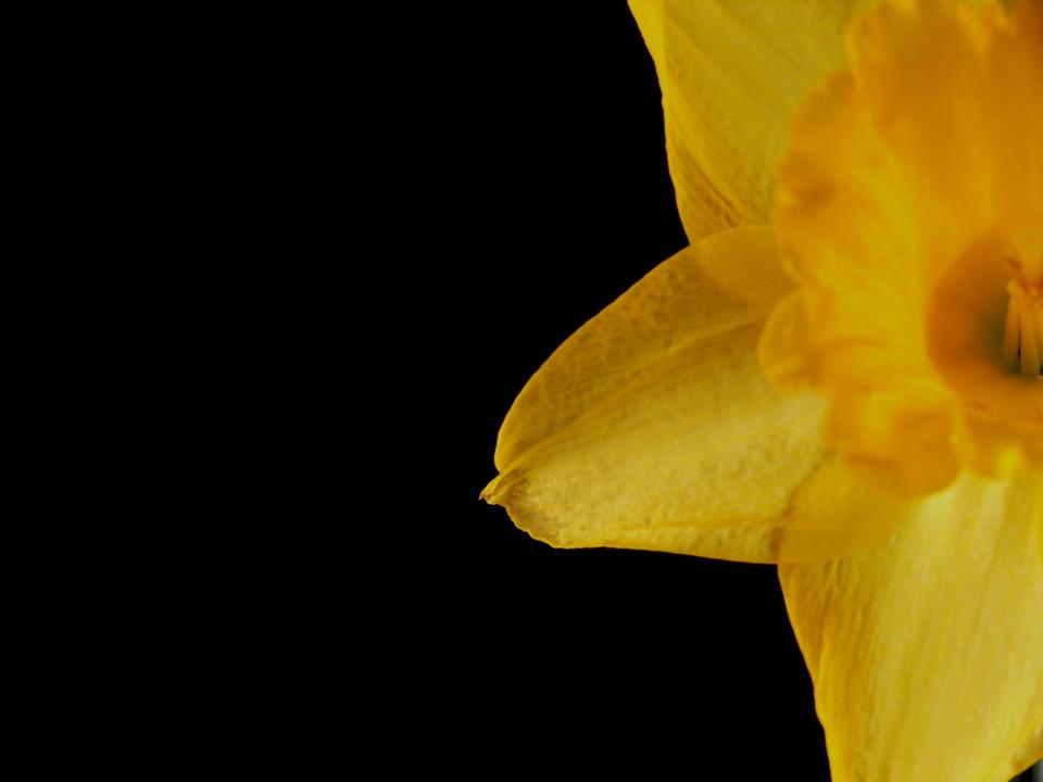 Free download high resolution image - free image free photo free stock image public domain picture  Yellow Daffodil