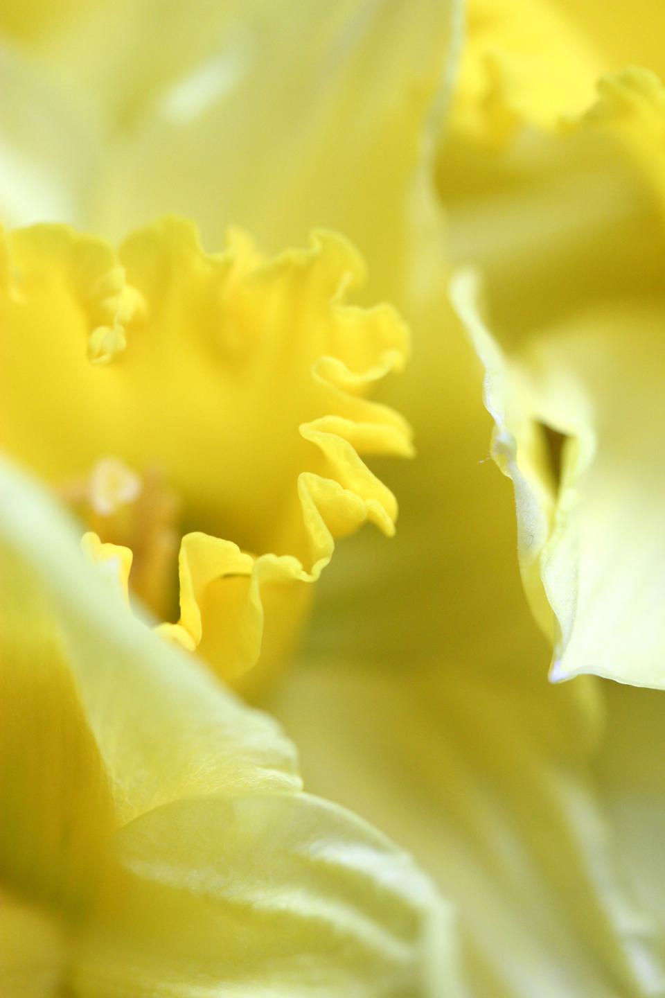 Free download high resolution image - free image free photo free stock image public domain picture  Yellow Daffodil