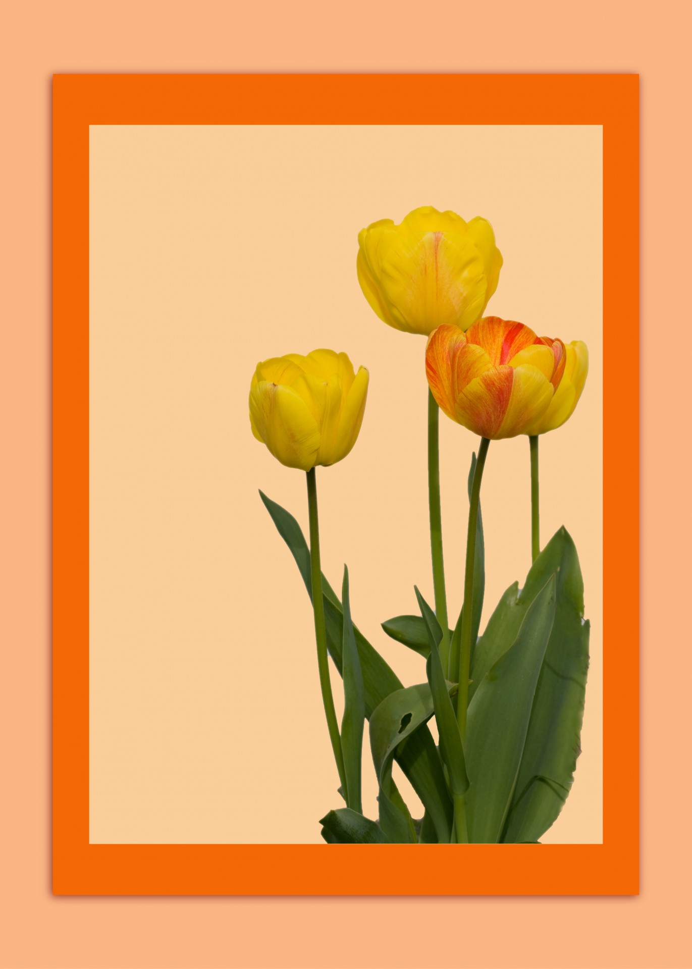 Free download high resolution image - free image free photo free stock image public domain picture -Flowers Card Template