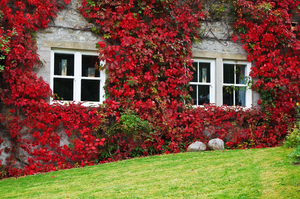 Free download high resolution image - free image free photo free stock image public domain picture  Ivy On House In Autumn