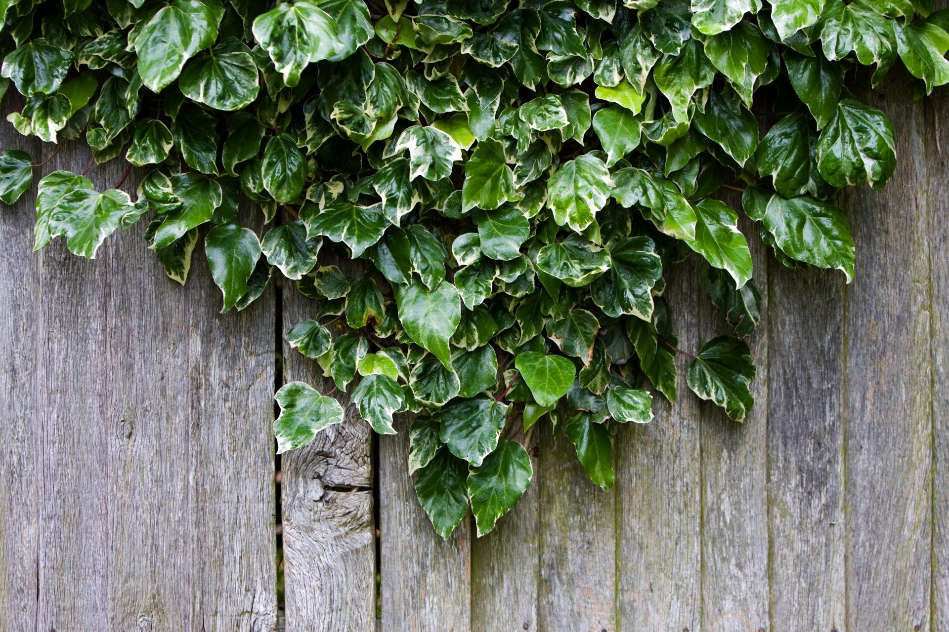 Free download high resolution image - free image free photo free stock image public domain picture -Ivy growing on wood fence pattern background texture