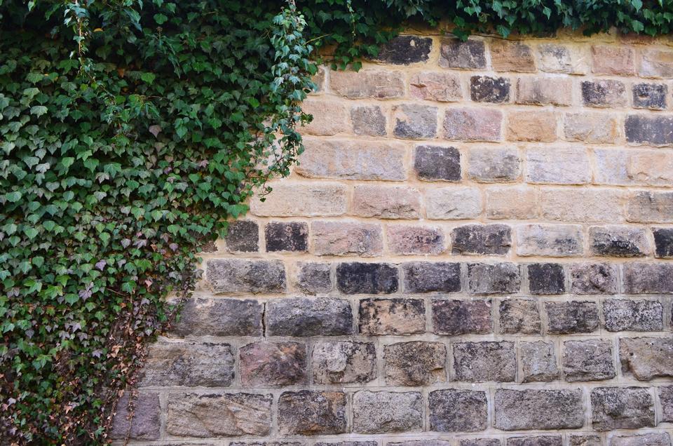 Free download high resolution image - free image free photo free stock image public domain picture  Stone Wall And The Ivy