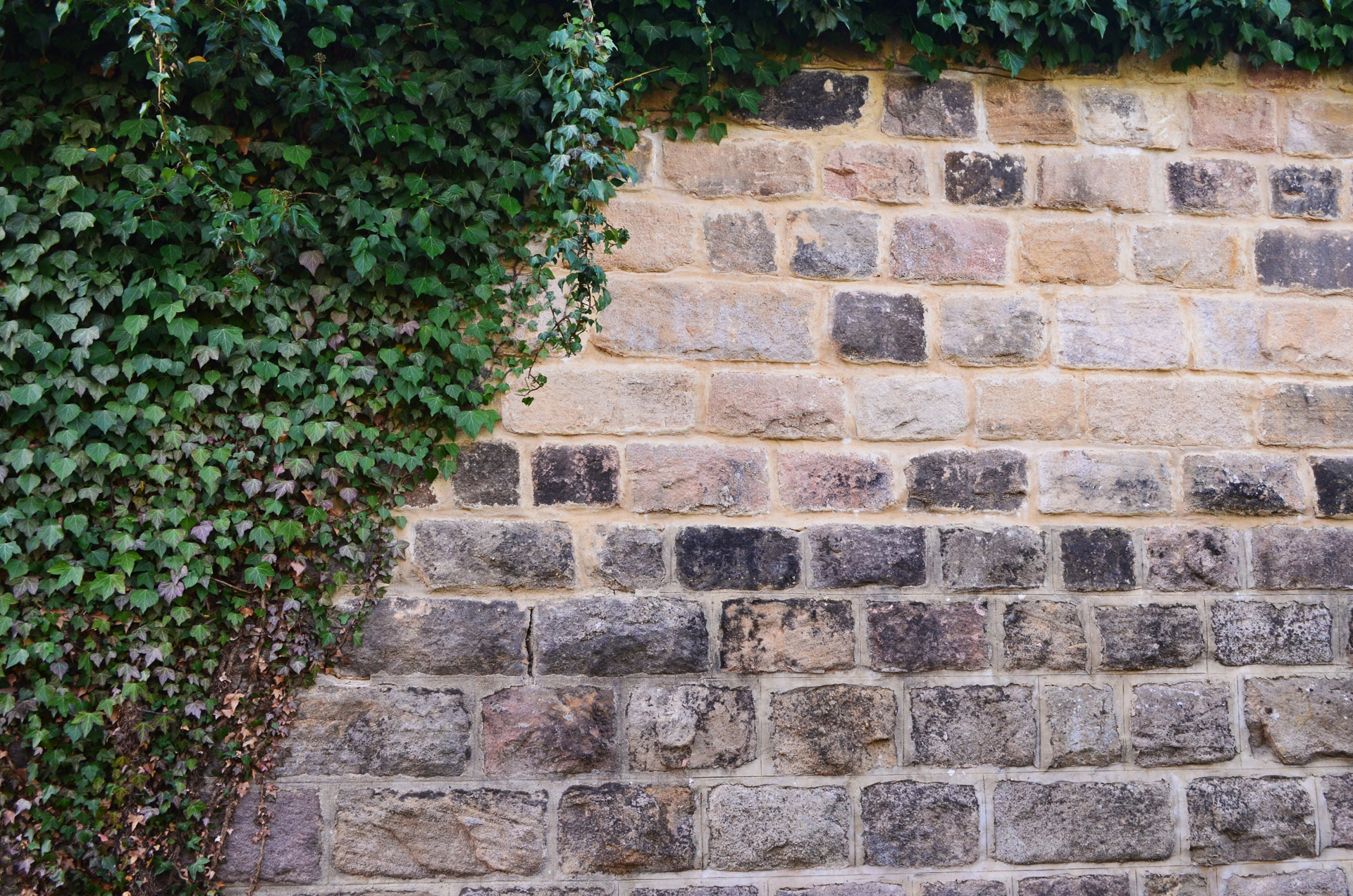 Free download high resolution image - free image free photo free stock image public domain picture -Stone Wall And The Ivy