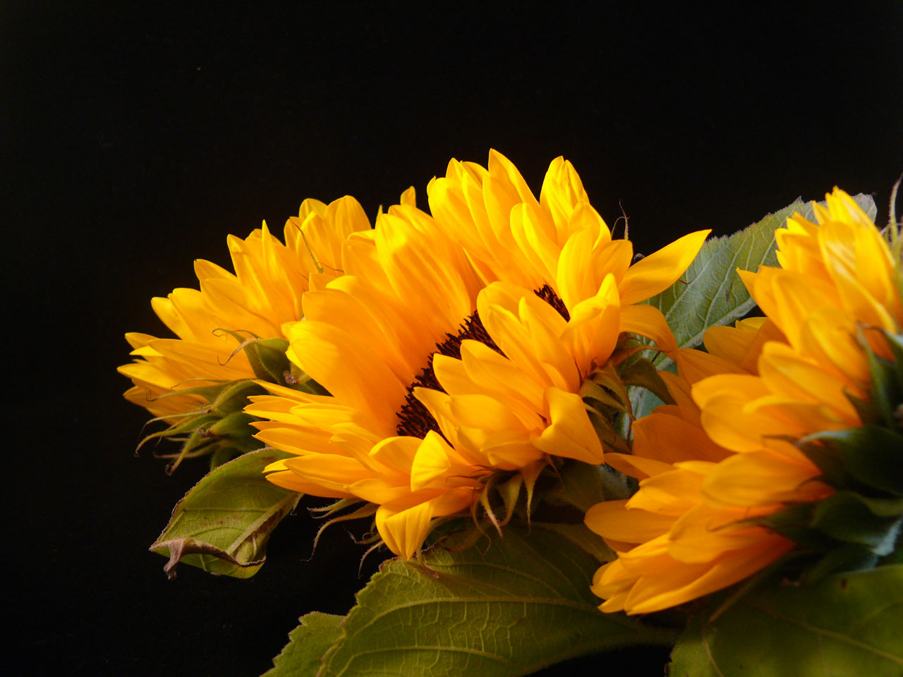 Free download high resolution image - free image free photo free stock image public domain picture -Sunflowers