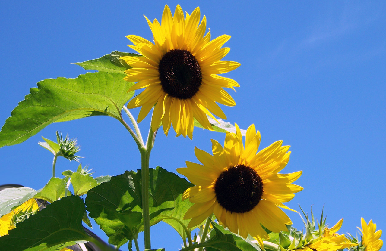 Free download high resolution image - free image free photo free stock image public domain picture -Two Sunflowers