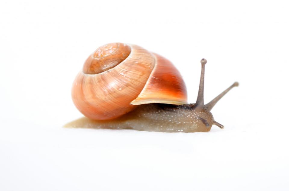 Free download high resolution image - free image free photo free stock image public domain picture  a garden snail look around isolated on white