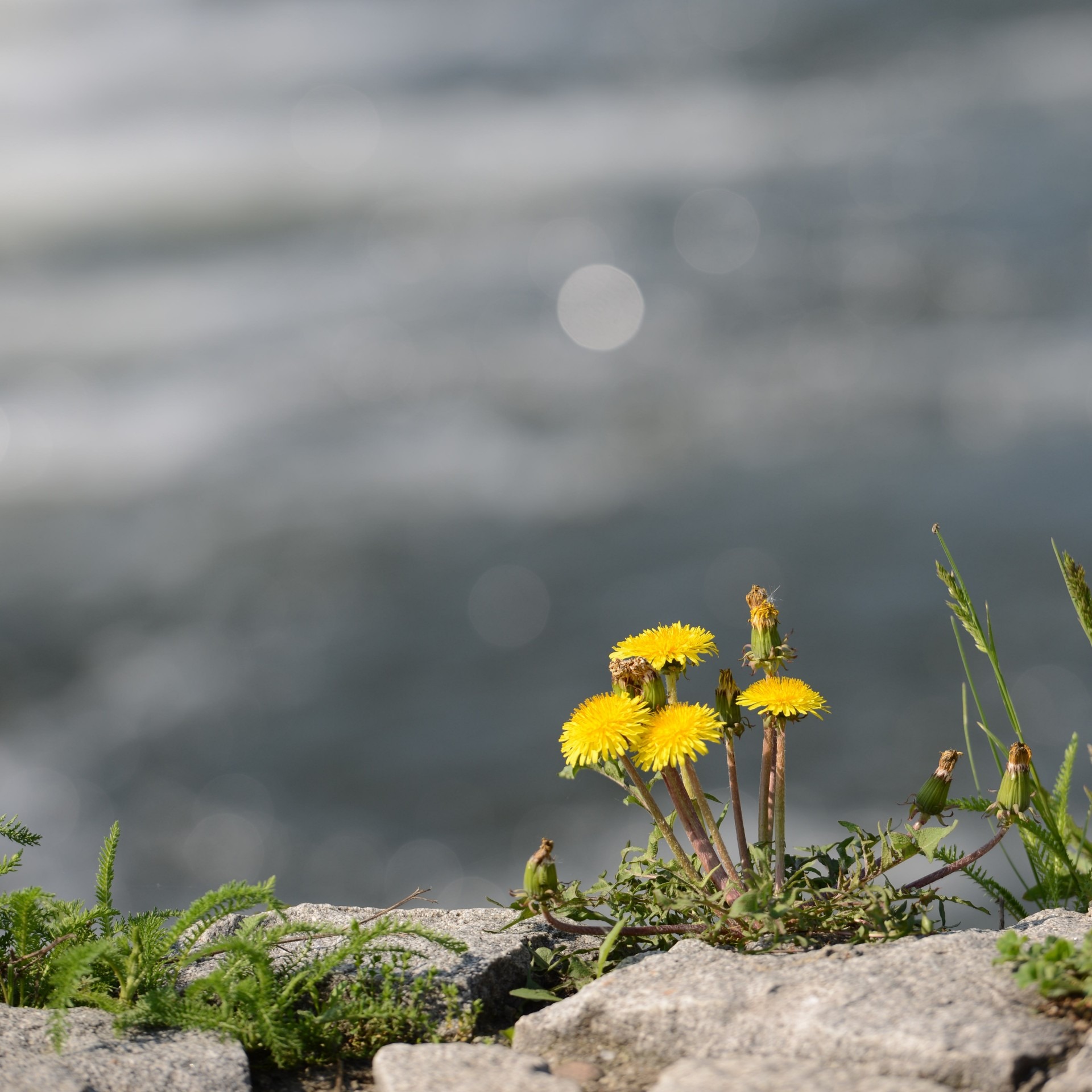 Free download high resolution image - free image free photo free stock image public domain picture -Dandelions River Detail Leaf