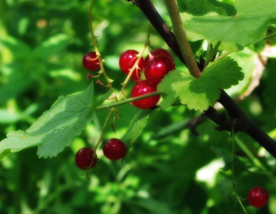 Free download high resolution image - free image free photo free stock image public domain picture  Ribes Rubrum Goosenberries Plants