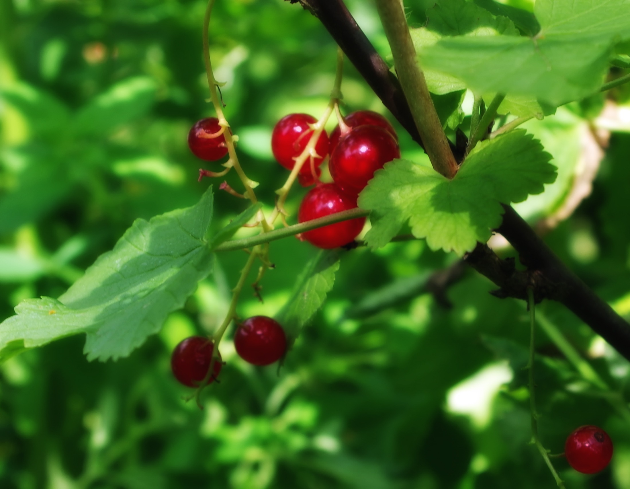 Free download high resolution image - free image free photo free stock image public domain picture -Ribes Rubrum Goosenberries Plants