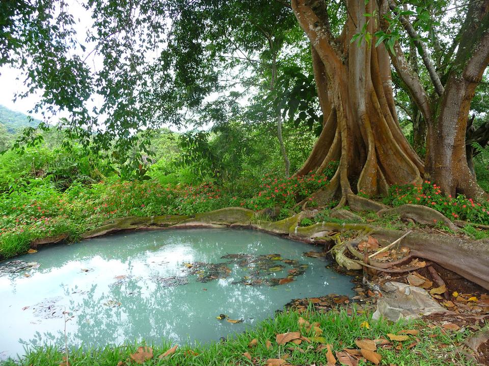 Free download high resolution image - free image free photo free stock image public domain picture  Devils tree in Moyobamba