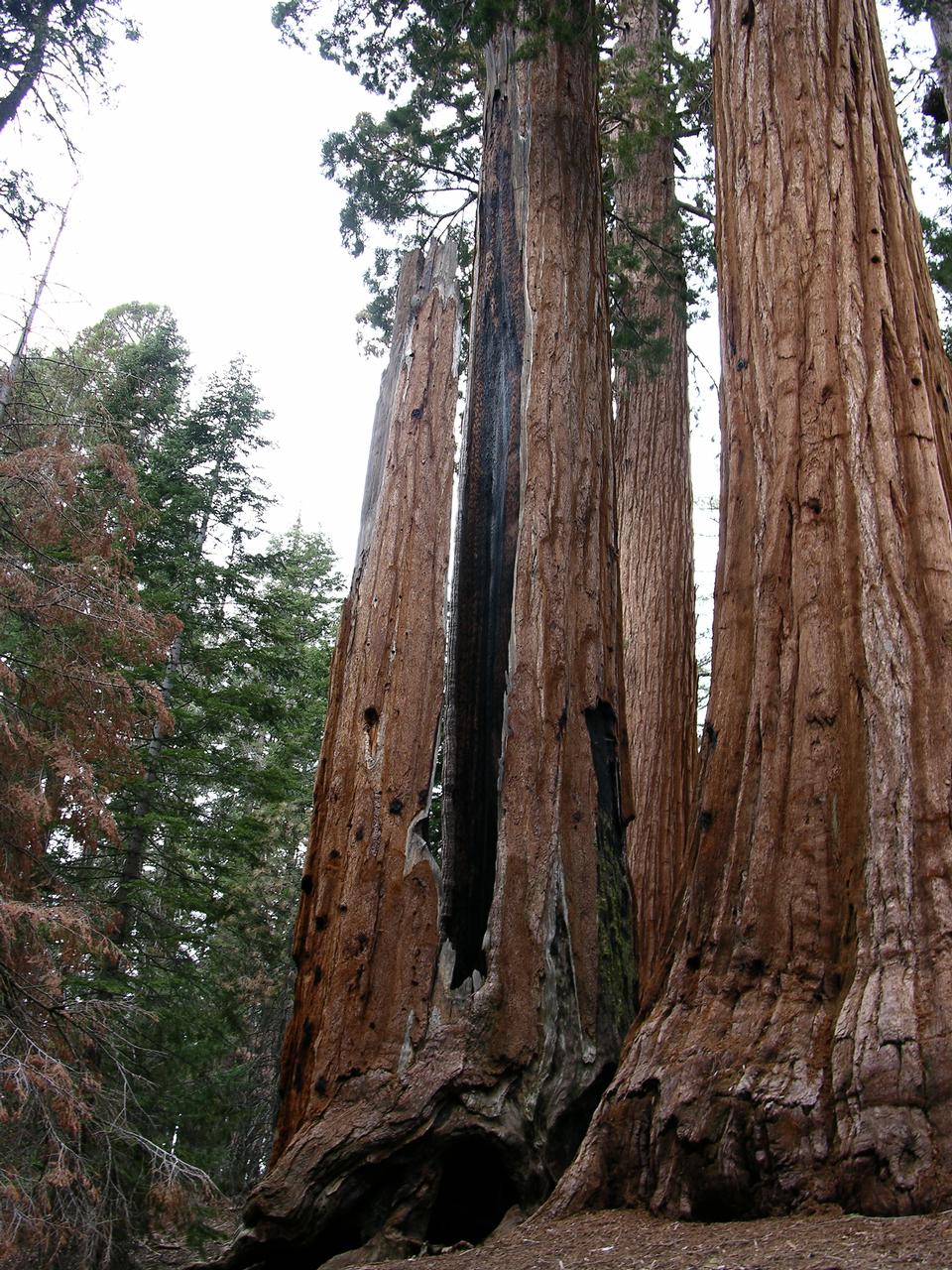 Free download high resolution image - free image free photo free stock image public domain picture  The mighty trunks of giant sequoia trees