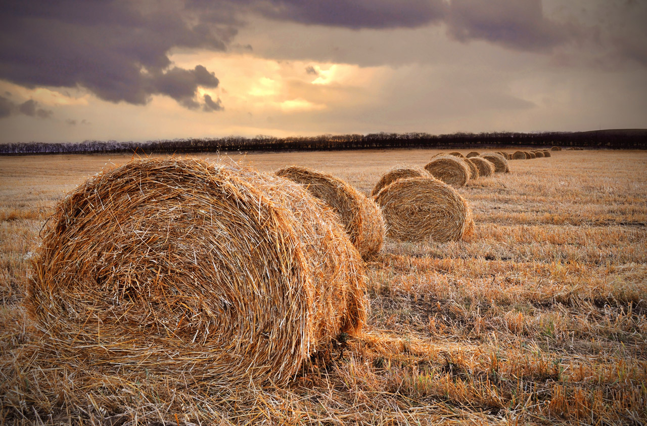 Free download high resolution image - free image free photo free stock image public domain picture -harvested straw and procured