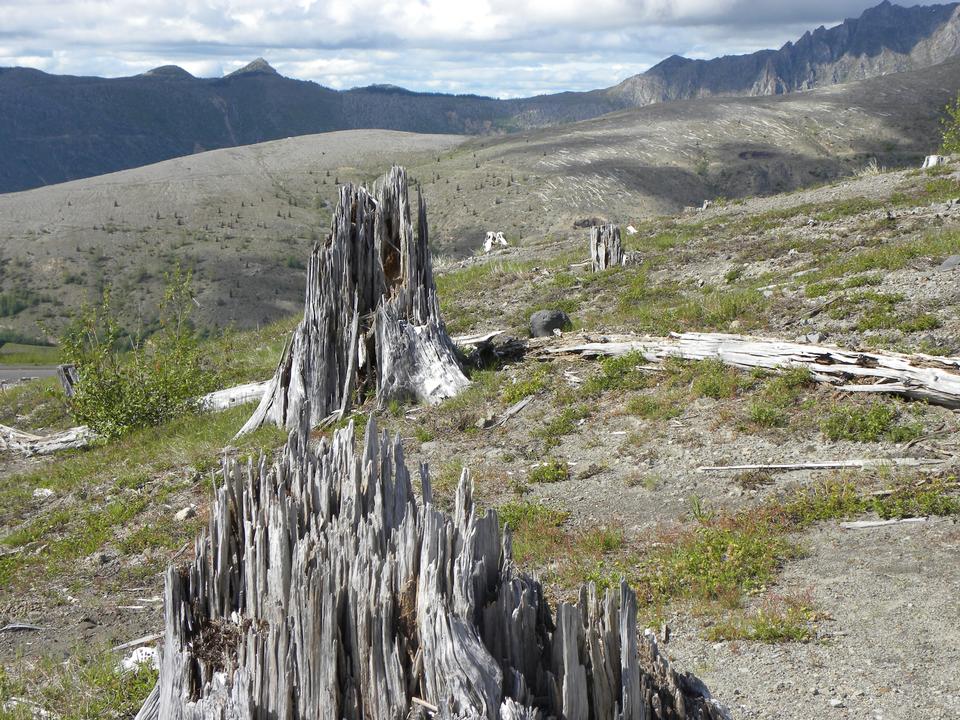 Free download high resolution image - free image free photo free stock image public domain picture  the fallen trees Washington, Mt. St. Helens