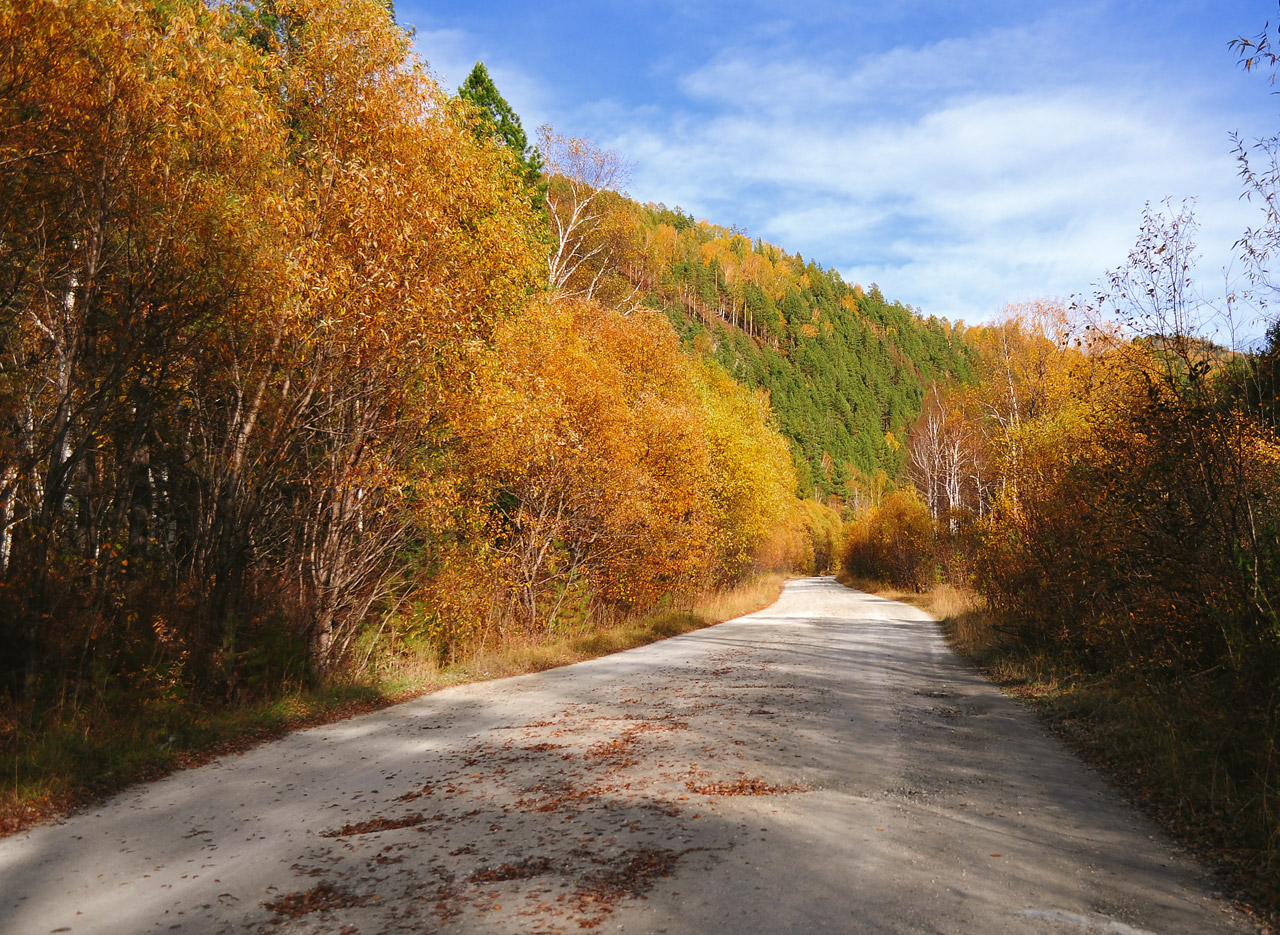 Free download high resolution image - free image free photo free stock image public domain picture -The road goes through the autumn woods