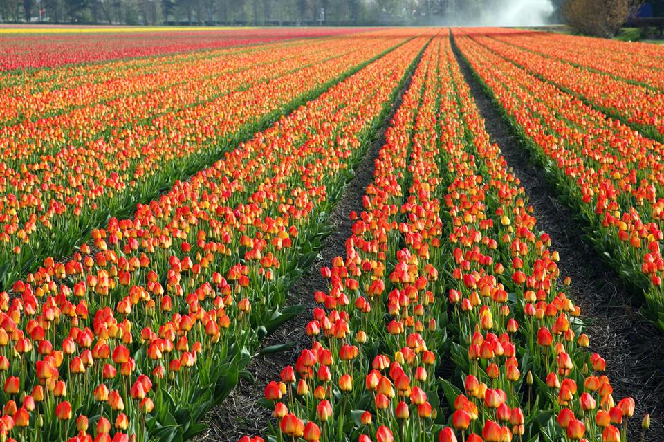 Free download high resolution image - free image free photo free stock image public domain picture  Colorful tulip field in Holland