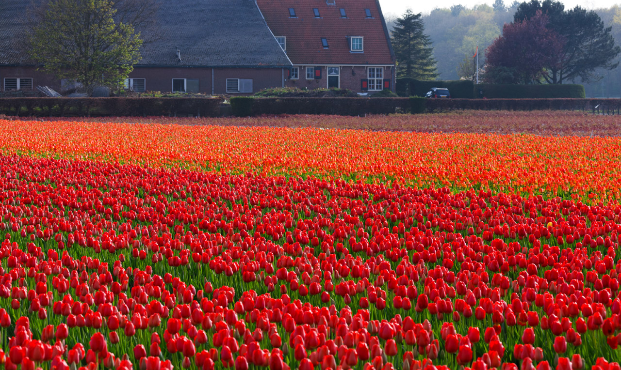 Free download high resolution image - free image free photo free stock image public domain picture -Tulip field in front of the house in Holland