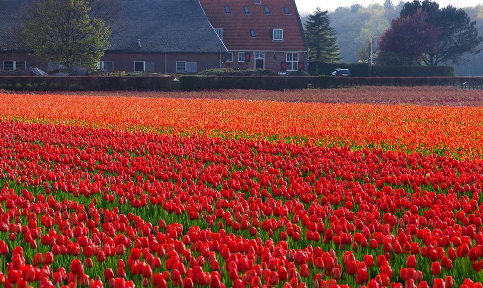 Free download high resolution image - free image free photo free stock image public domain picture  Tulip field in front of the house in Holland