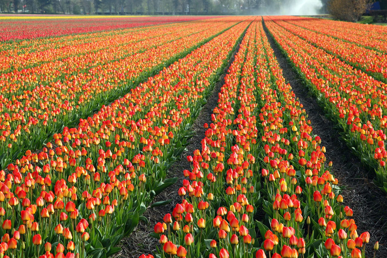 Free download high resolution image - free image free photo free stock image public domain picture -Colorful tulip field in Holland