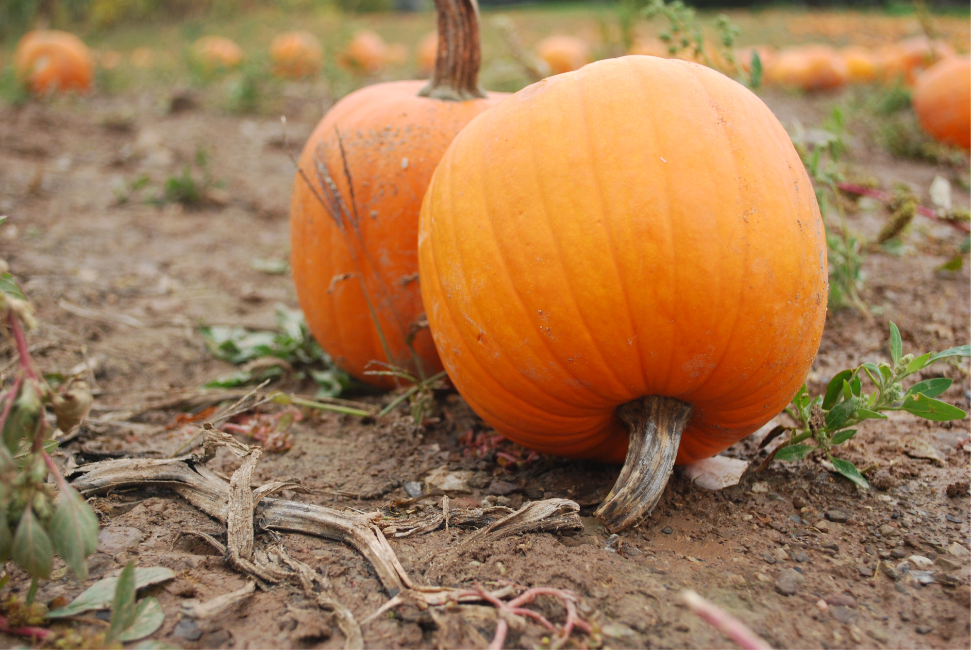 Free download high resolution image - free image free photo free stock image public domain picture -Pumpkin Patch