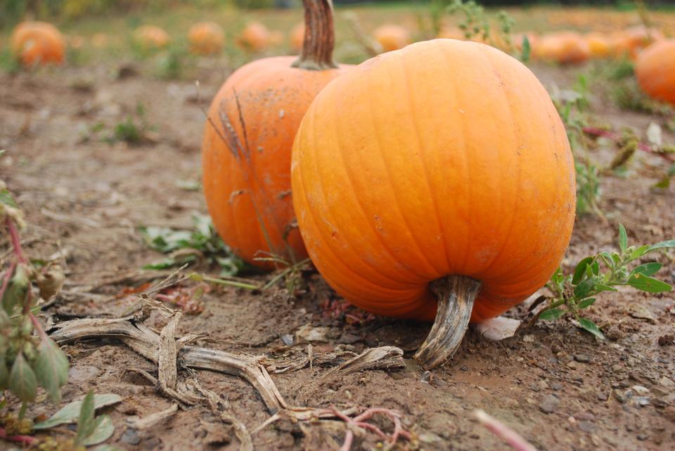 Free download high resolution image - free image free photo free stock image public domain picture  Pumpkin Patch