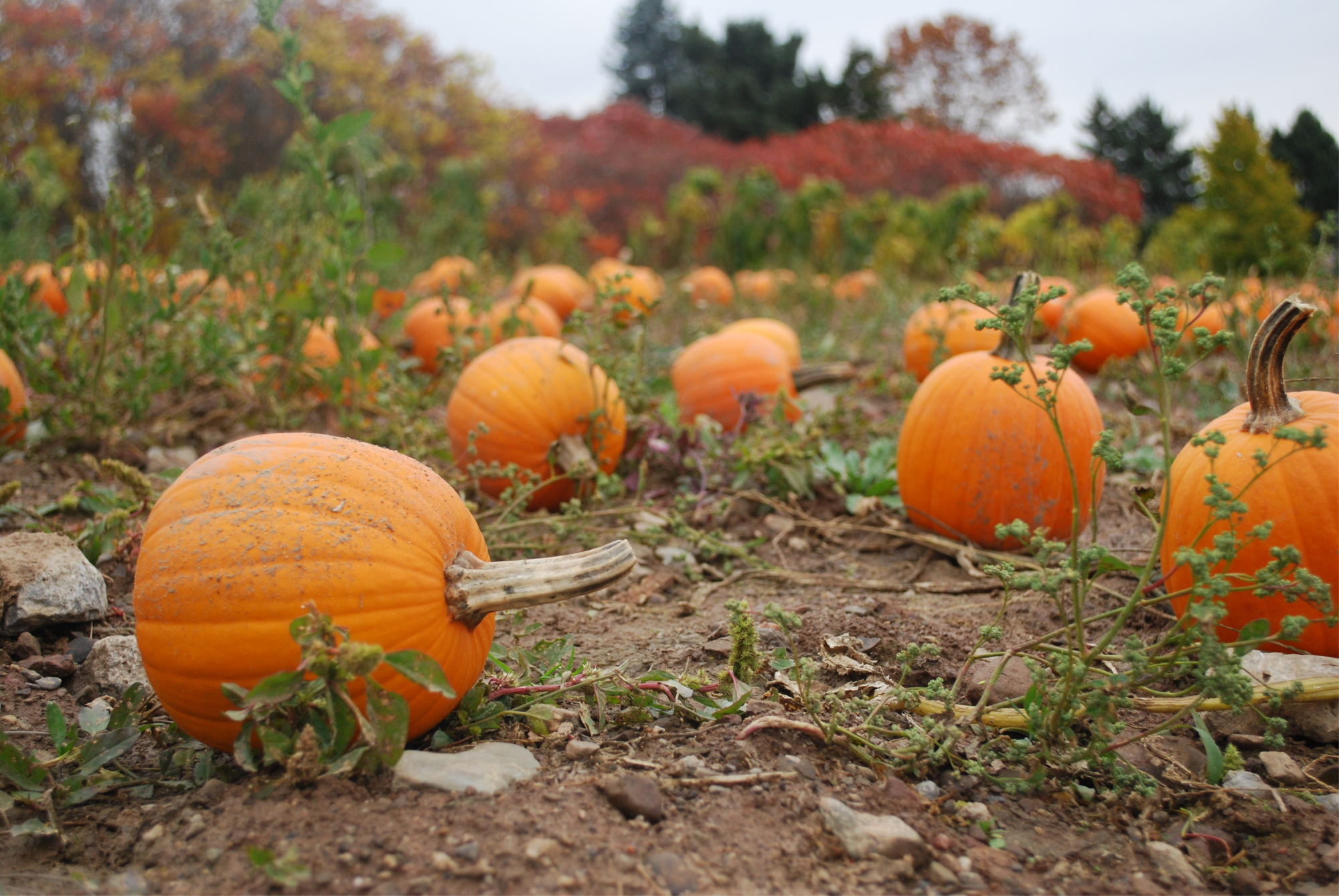 Free download high resolution image - free image free photo free stock image public domain picture -Pumpkin Patch