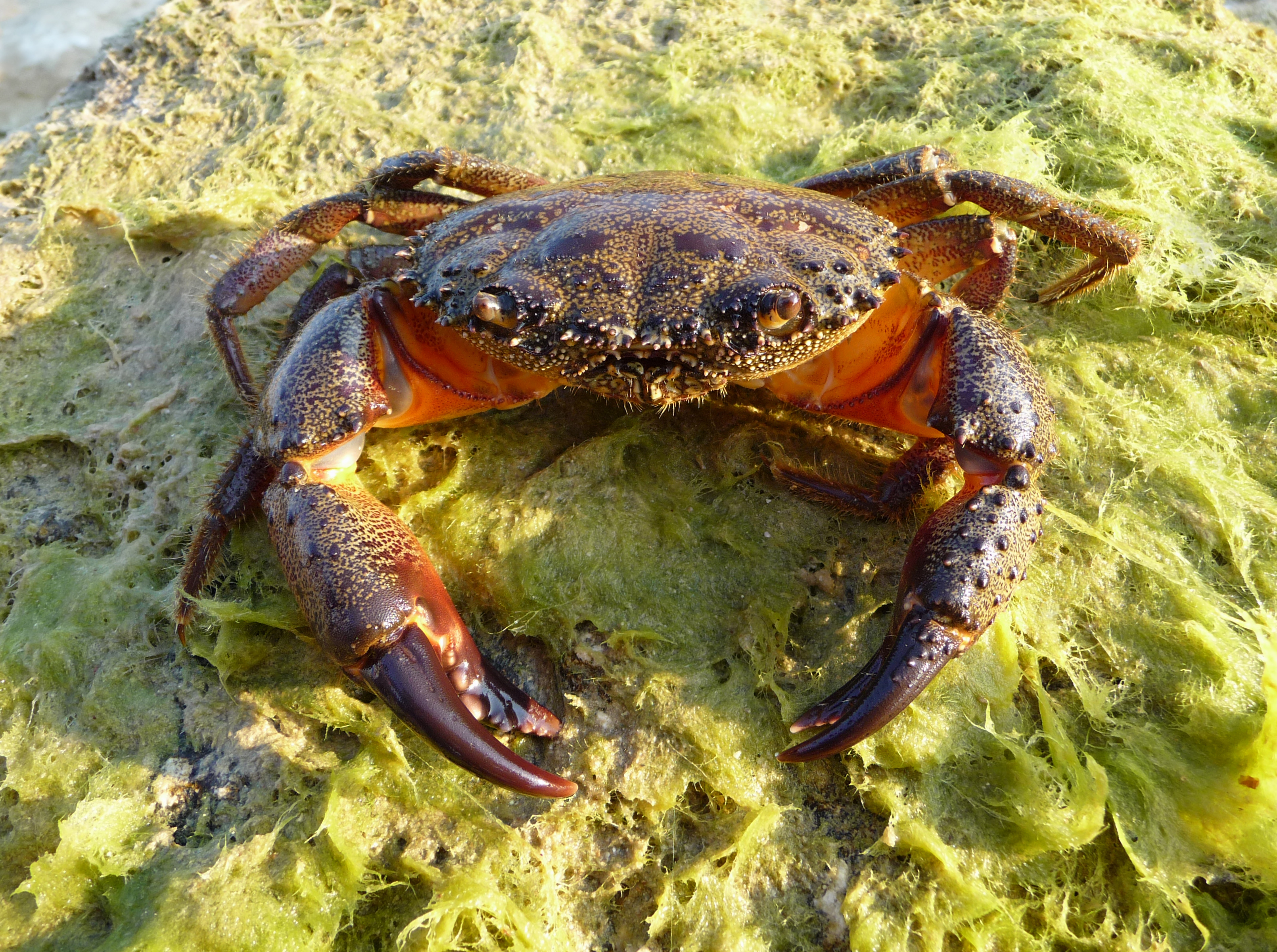 Free download high resolution image - free image free photo free stock image public domain picture -Eriphia verrucosa old male crab