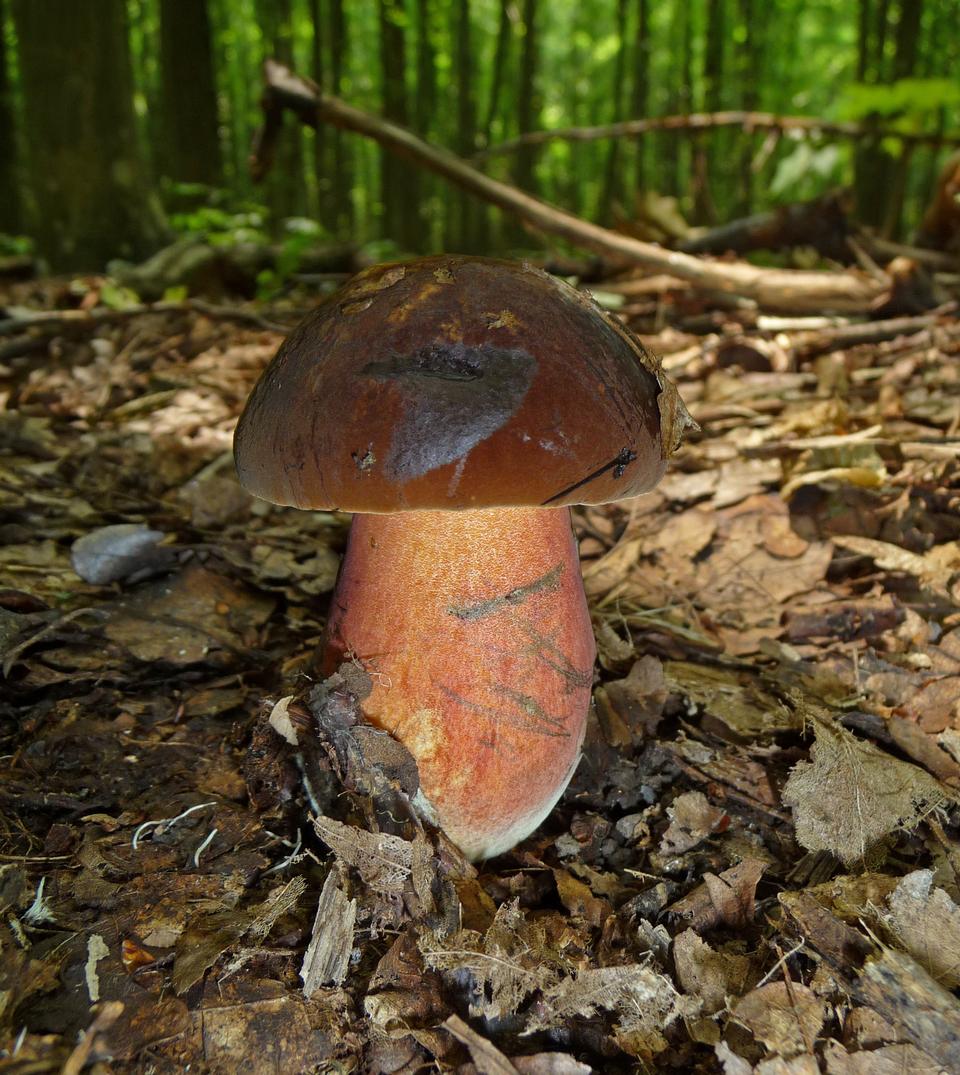 Free download high resolution image - free image free photo free stock image public domain picture  Mushroom Dotted Stem Bolete Boletus erythropus