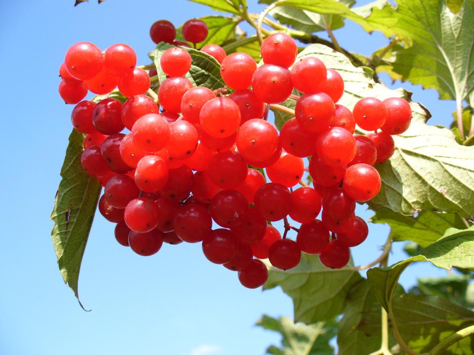 Free download high resolution image - free image free photo free stock image public domain picture  European Cranberrybush