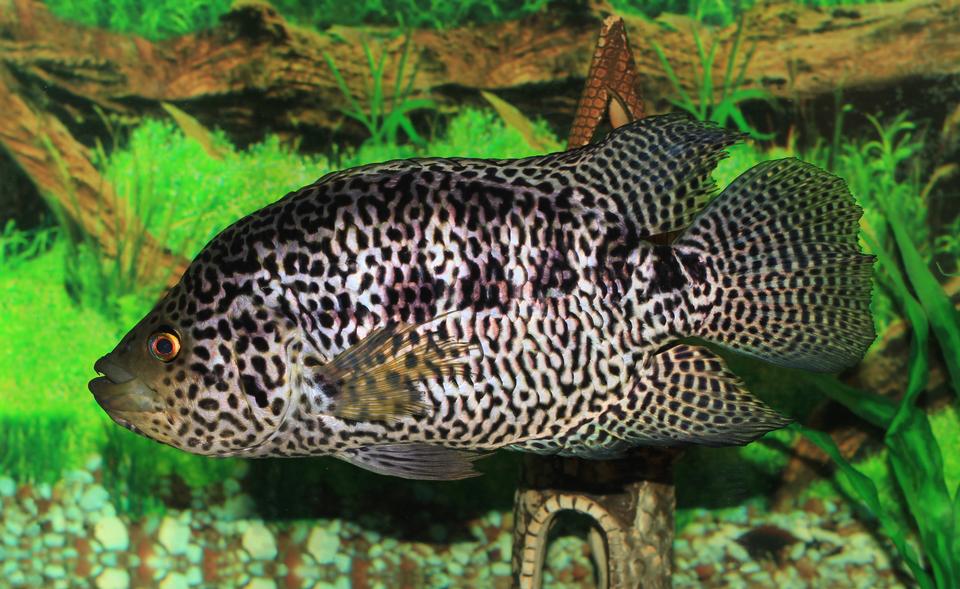 Free download high resolution image - free image free photo free stock image public domain picture  Jaguar cichlid