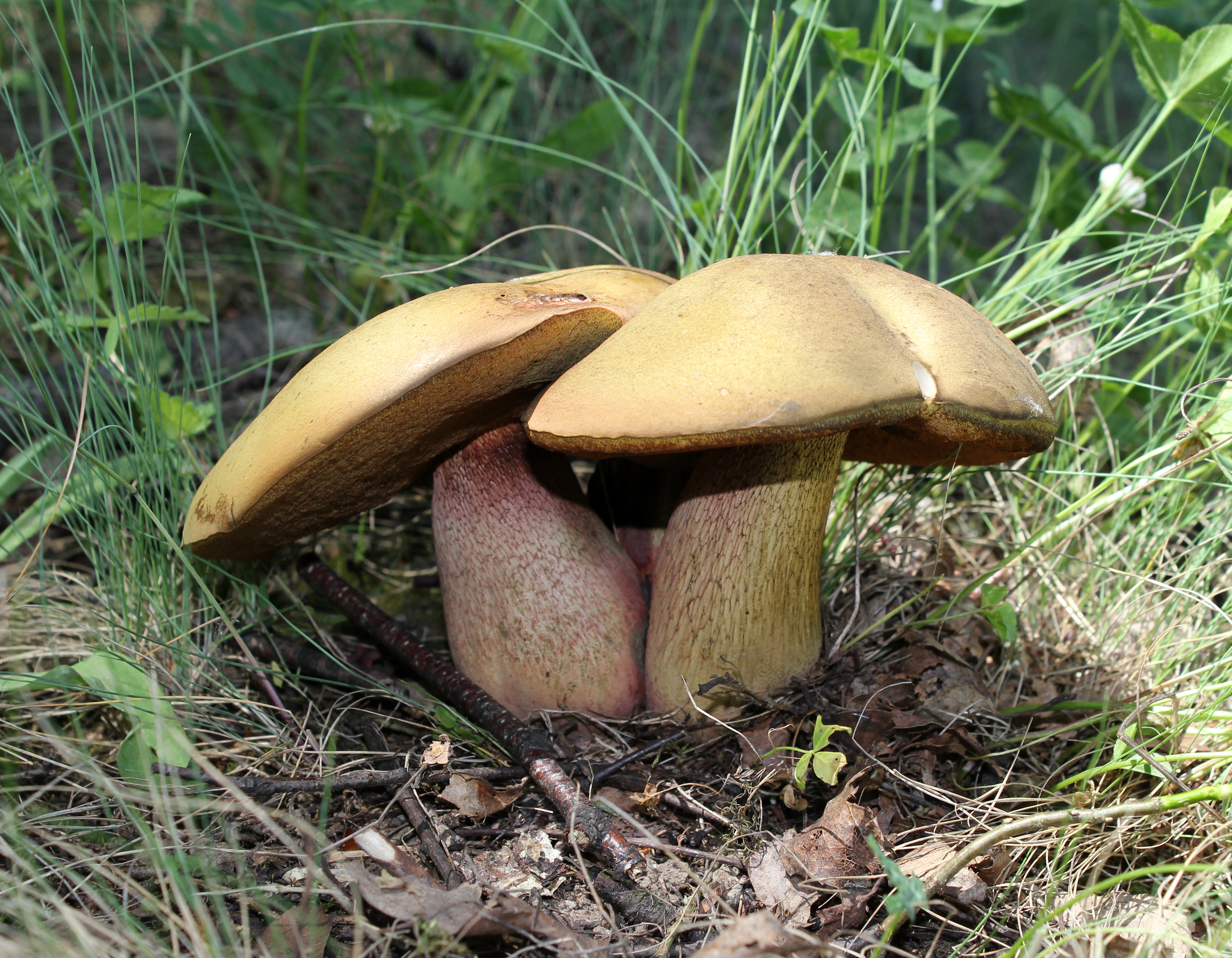 Free download high resolution image - free image free photo free stock image public domain picture -Lurid bolete mushroom