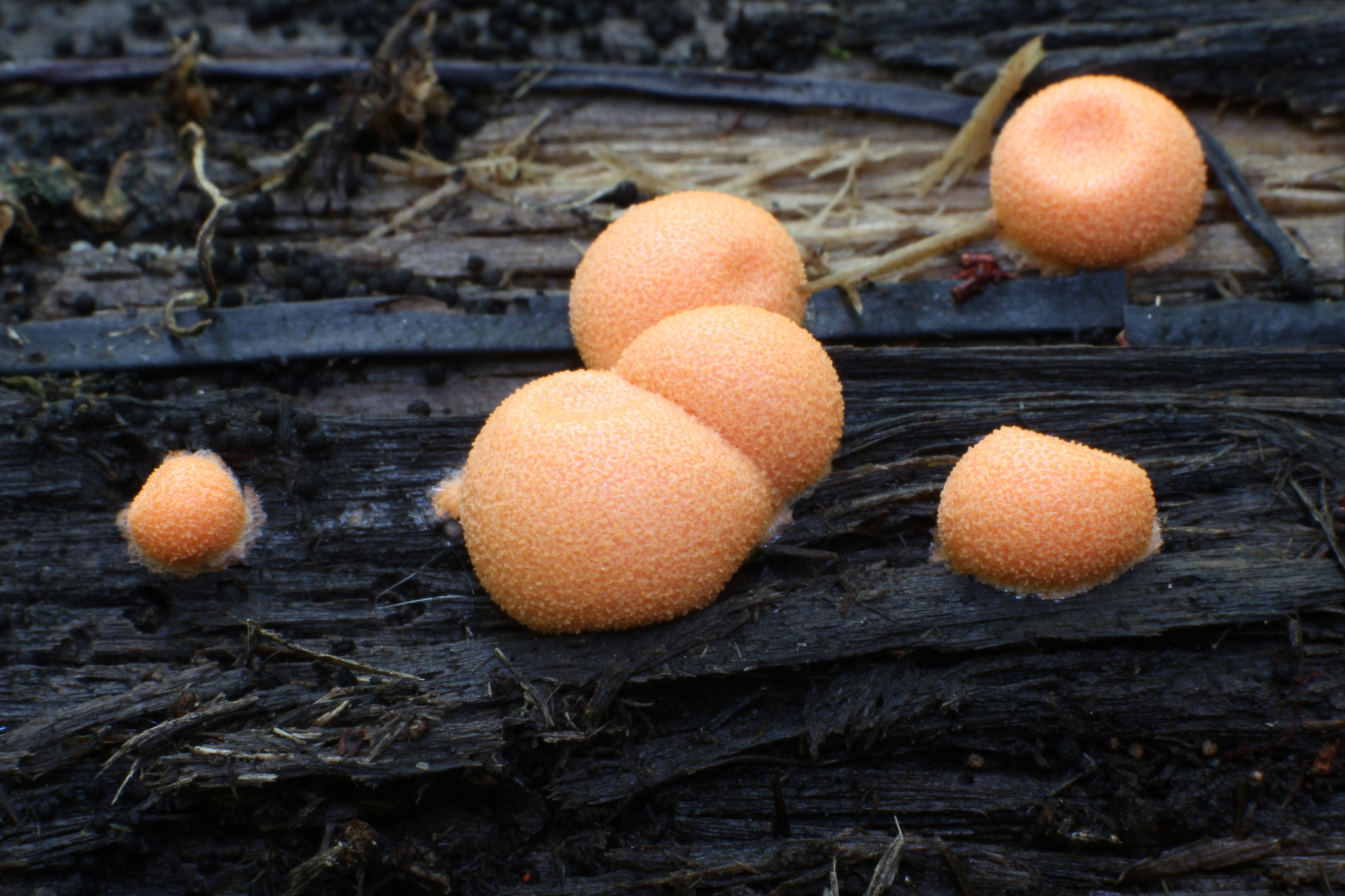 Free download high resolution image - free image free photo free stock image public domain picture -Mushroom Wolf's milk slime mould, groening's slime mould