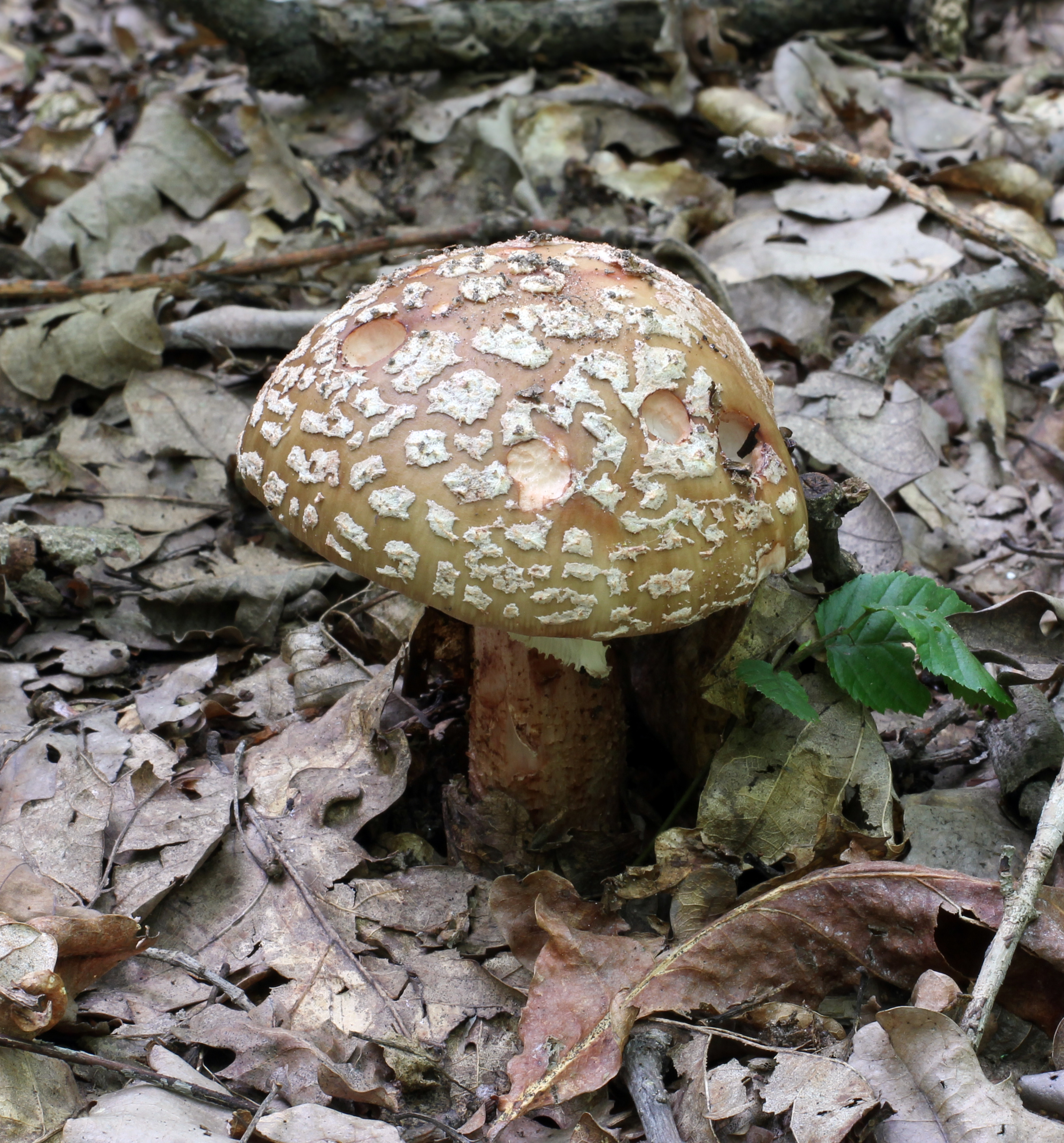 Free download high resolution image - free image free photo free stock image public domain picture -The Blusher, young mushroom