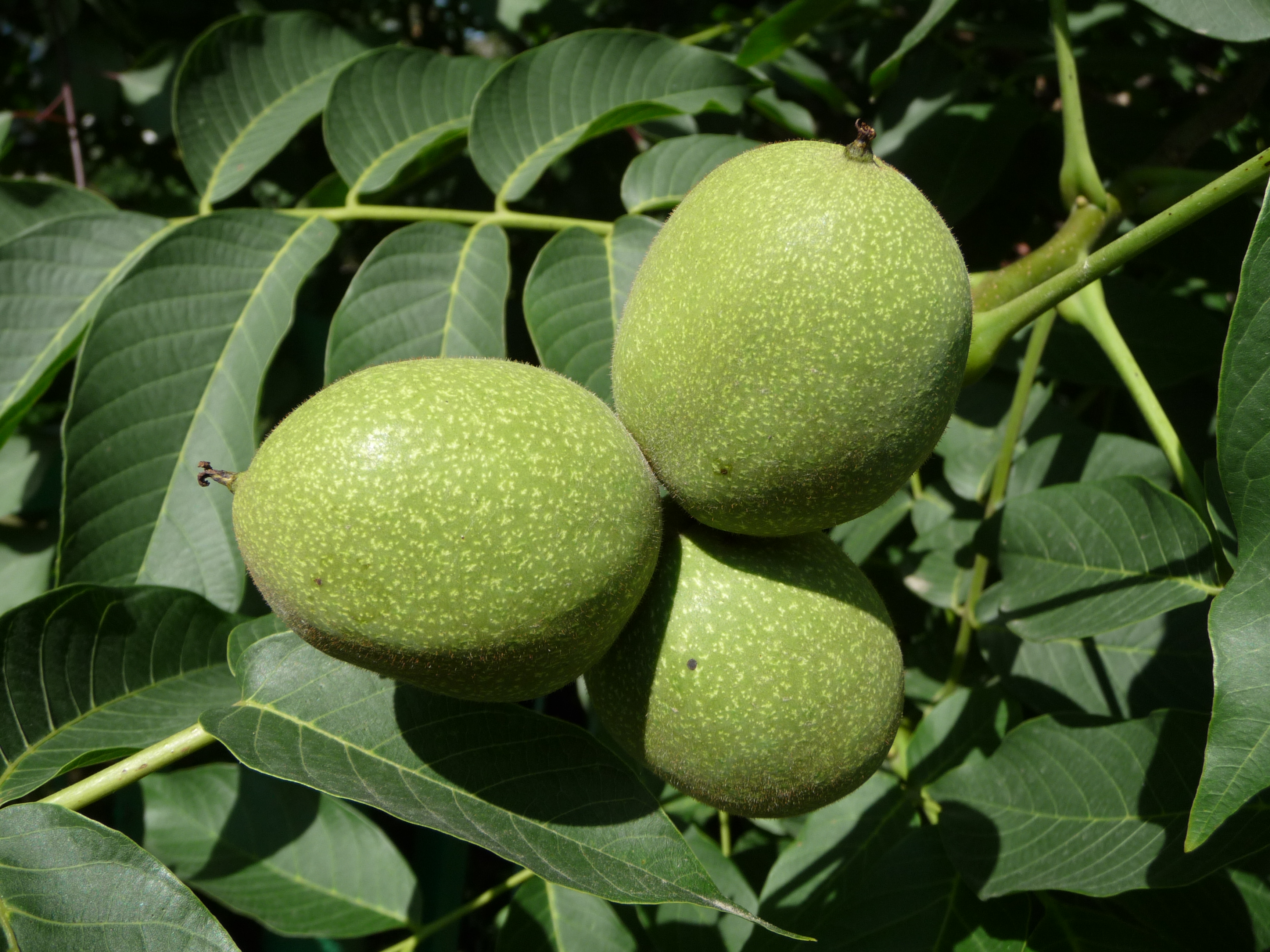 Free download high resolution image - free image free photo free stock image public domain picture -The Common walnut, Persian walnut