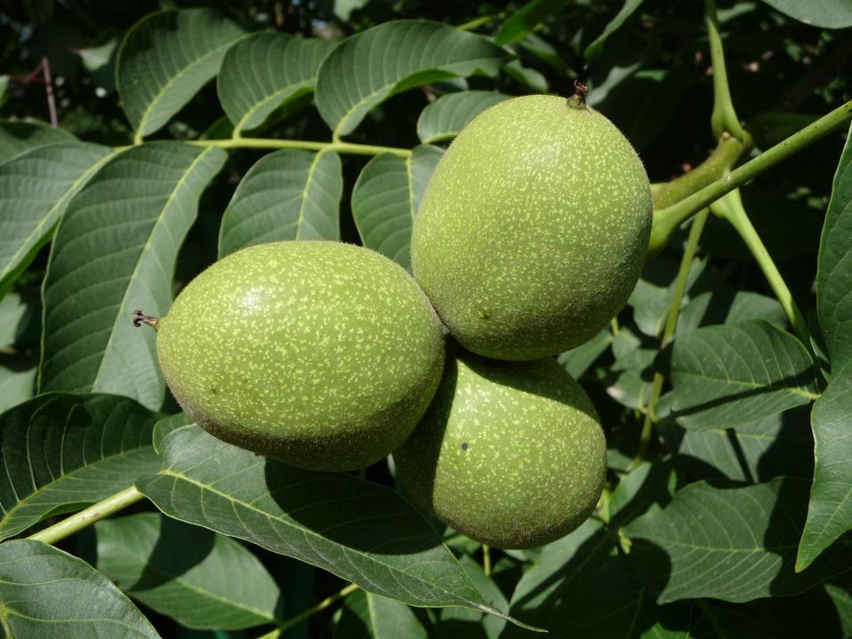 Free download high resolution image - free image free photo free stock image public domain picture  The Common walnut, Persian walnut