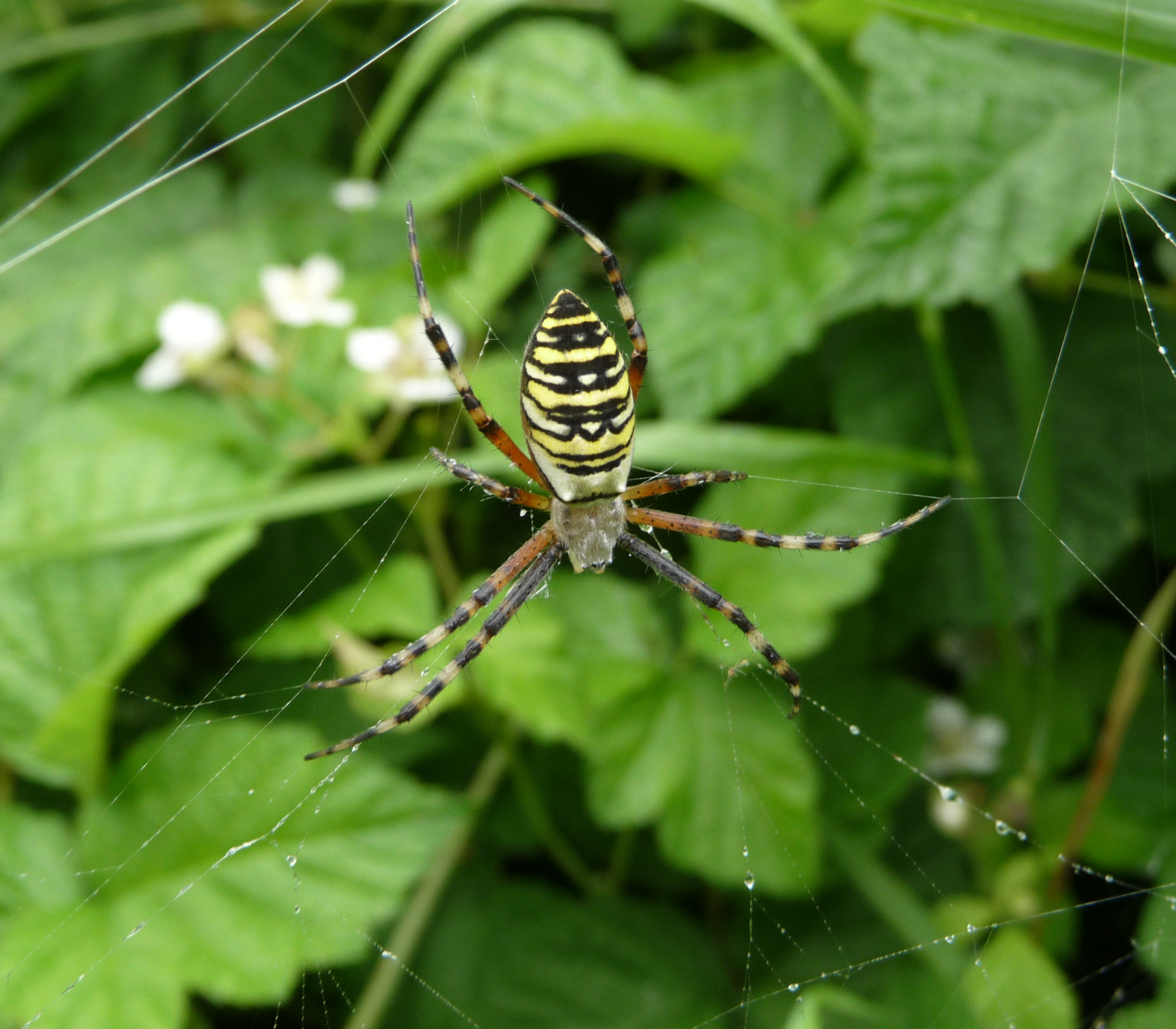 Free download high resolution image - free image free photo free stock image public domain picture -The wasp spider, Ukraine