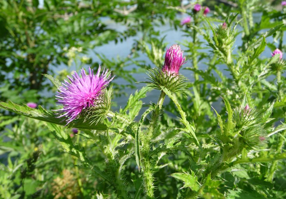 Free download high resolution image - free image free photo free stock image public domain picture  Welted thistle