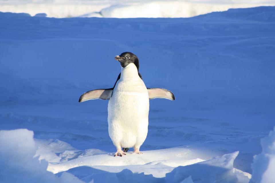 Free download high resolution image - free image free photo free stock image public domain picture  Adelie Penguin in Antarctica