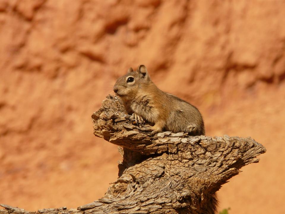 Free download high resolution image - free image free photo free stock image public domain picture  Cute baby chipmunk Squirrel