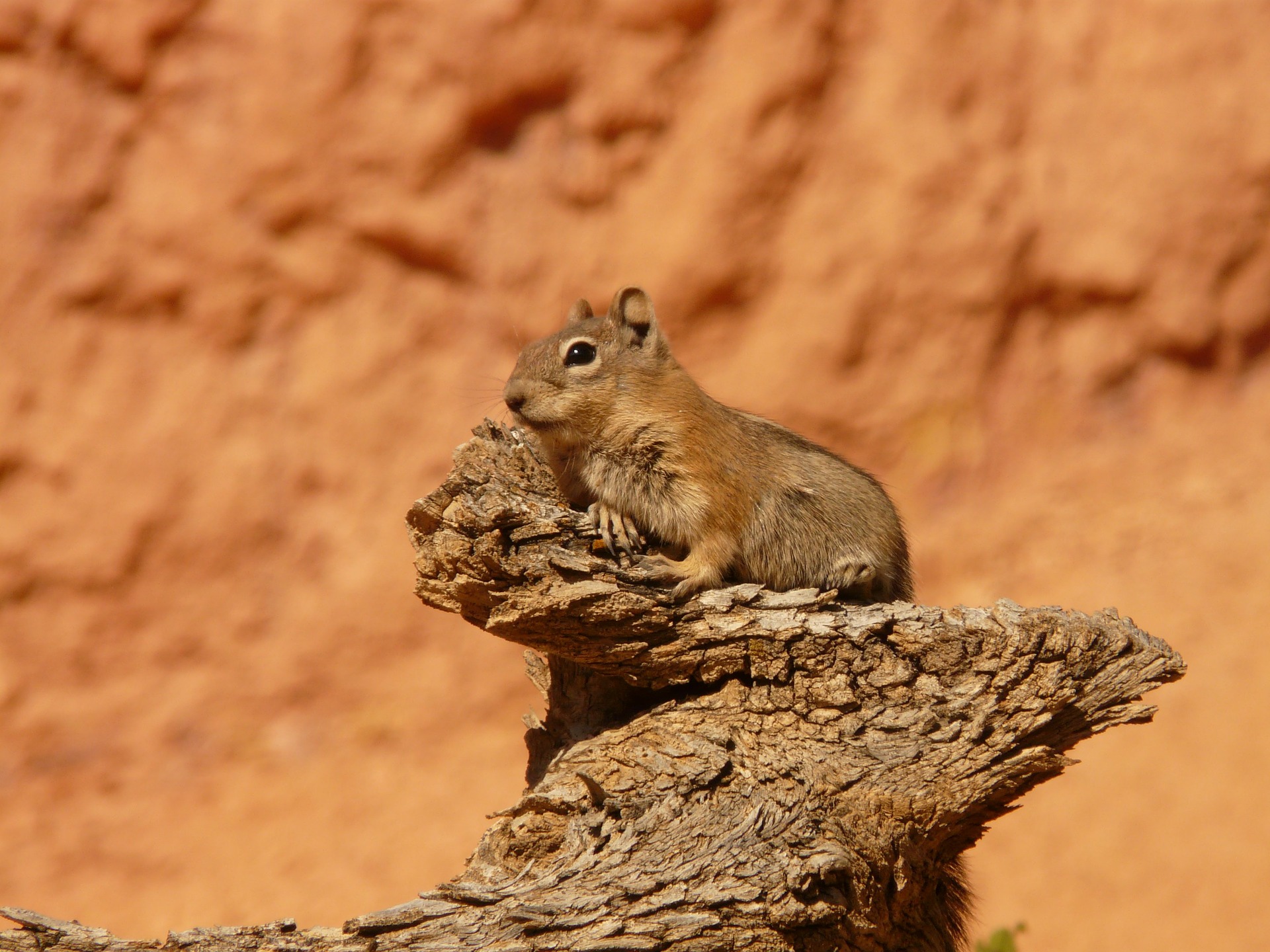 Free download high resolution image - free image free photo free stock image public domain picture -Cute baby chipmunk Squirrel