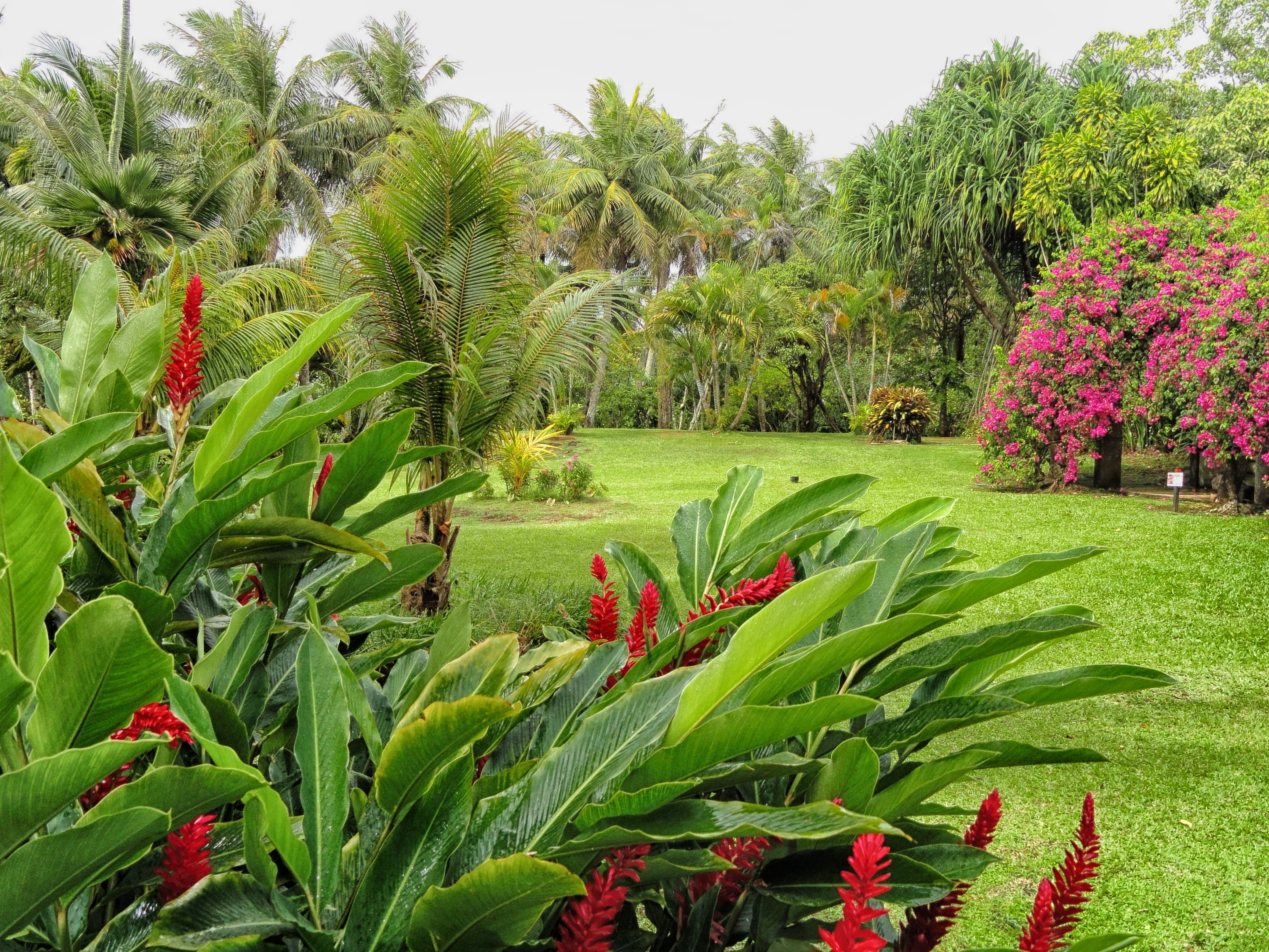 Free download high resolution image - free image free photo free stock image public domain picture -tropical garden amidst lush greenery