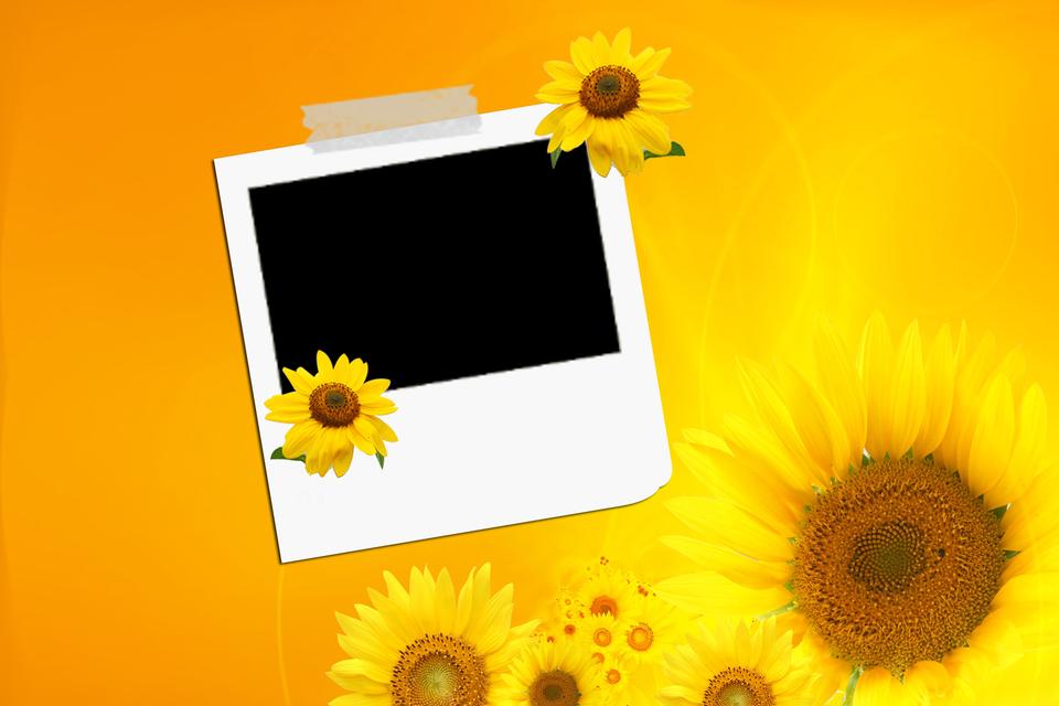 Free download high resolution image - free image free photo free stock image public domain picture  Photo frame, Sunflowers