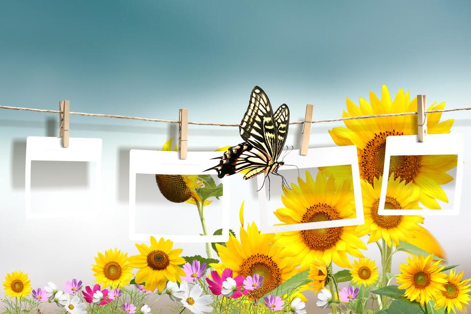 Free download high resolution image - free image free photo free stock image public domain picture  Retro photo collage of yellow flowers and butterfly