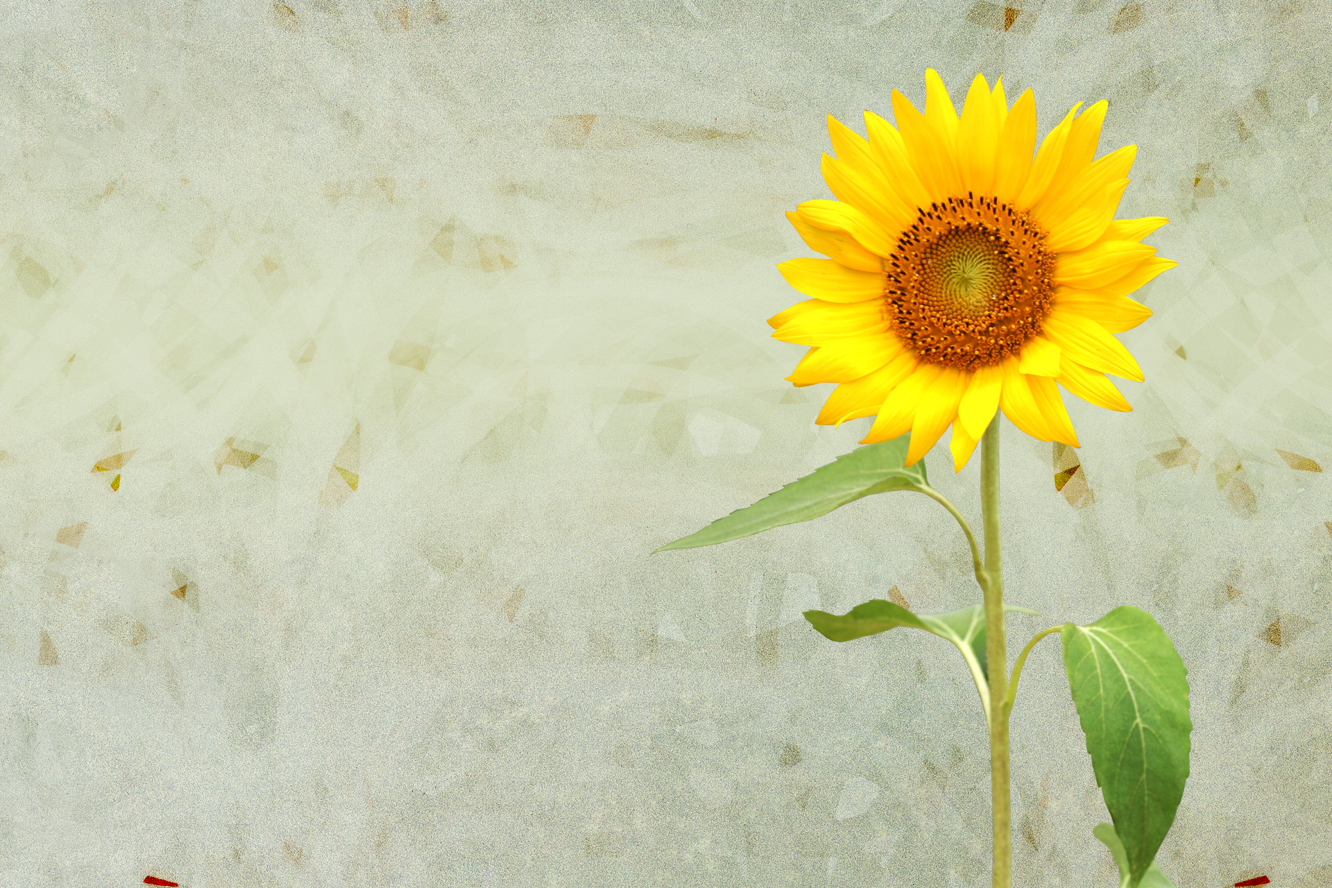 Free download high resolution image - free image free photo free stock image public domain picture -Sunflower, autumn still life