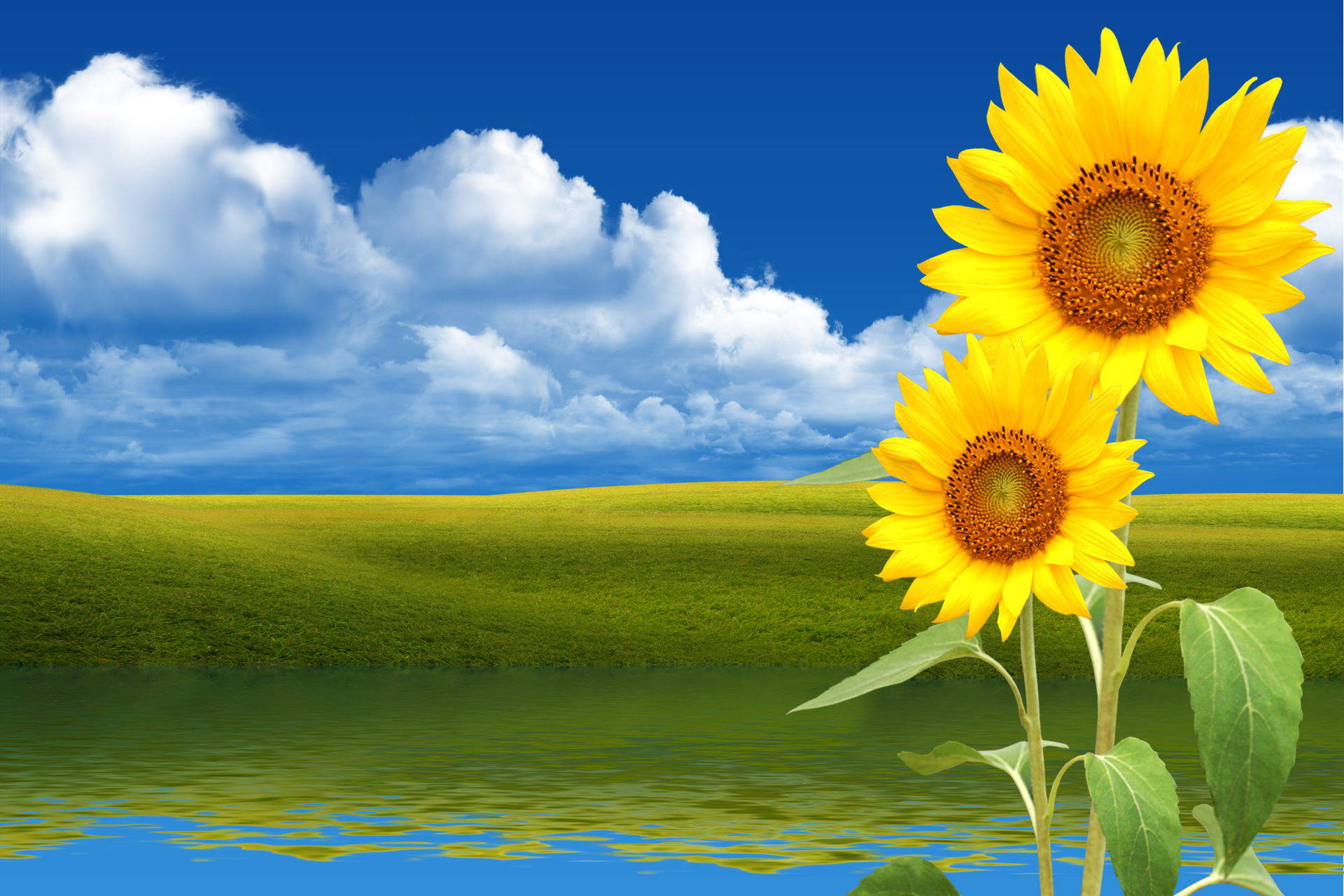 Free download high resolution image - free image free photo free stock image public domain picture -Two yellow sunflowers on the blue background Mesh