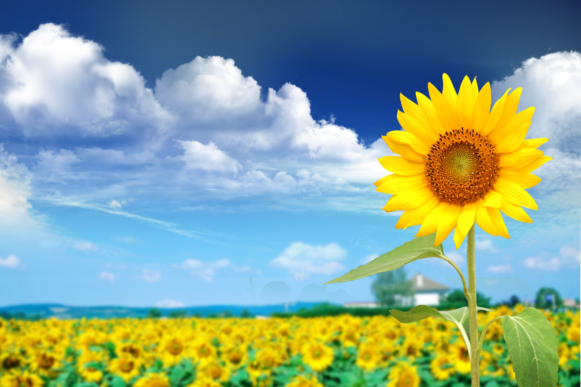 Free download high resolution image - free image free photo free stock image public domain picture -Beautiful landscape with sunflower field over cloudy blue sky