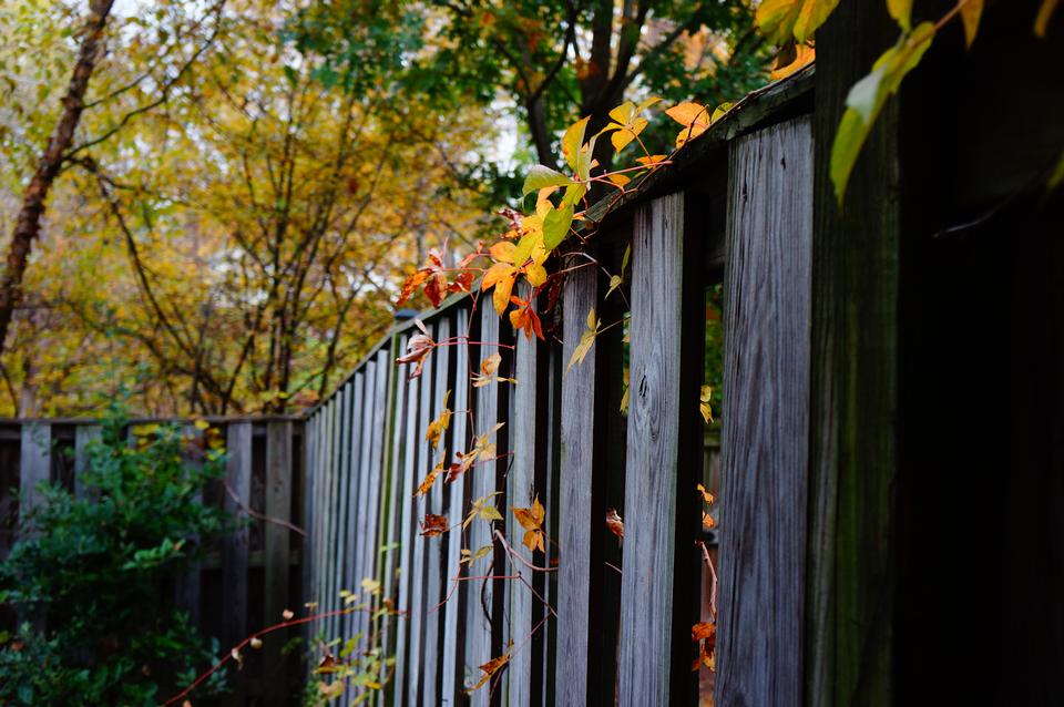 Free download high resolution image - free image free photo free stock image public domain picture  Autumn tree with a wooden fence