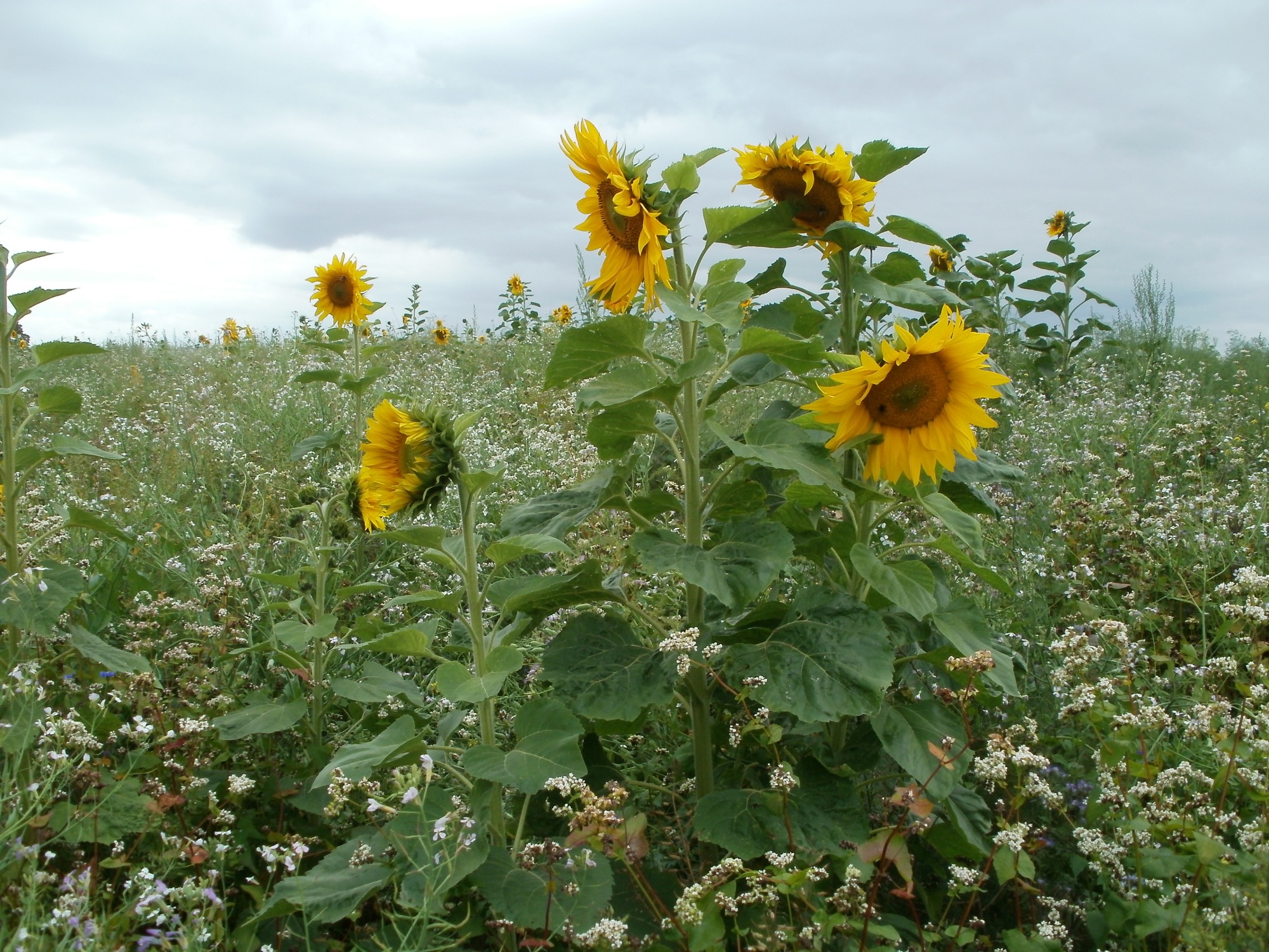 Free download high resolution image - free image free photo free stock image public domain picture -sunflowers bathing in sunlight