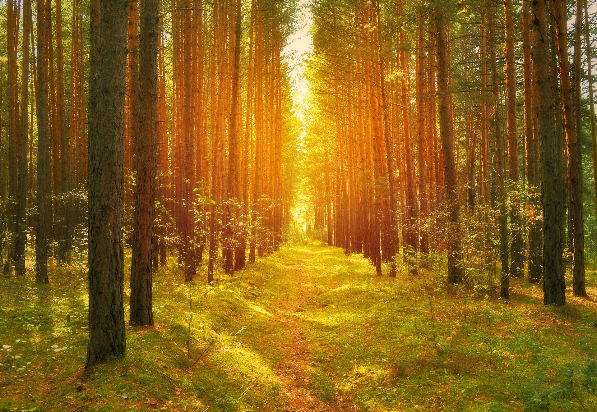 Free download high resolution image - free image free photo free stock image public domain picture -Sunny forest in early morning sun lights