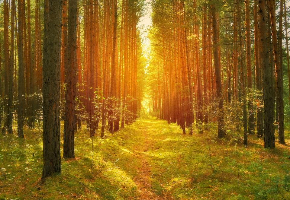 Free download high resolution image - free image free photo free stock image public domain picture  Sunny forest in early morning sun lights